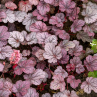 Heuchera hybrida 'Milan'