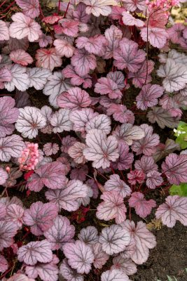 Heuchera hybrida 'Milan'