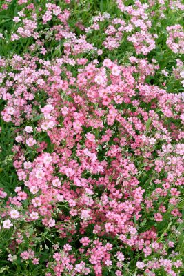 Gypsophila repens 'Filou Rose'