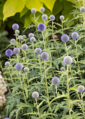 Echinops bannaticus 'Star Frost'