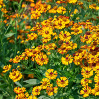 Helenium autumnale 'Rauchtopas'
