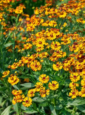 Helenium autumnale 'Rauchtopas'