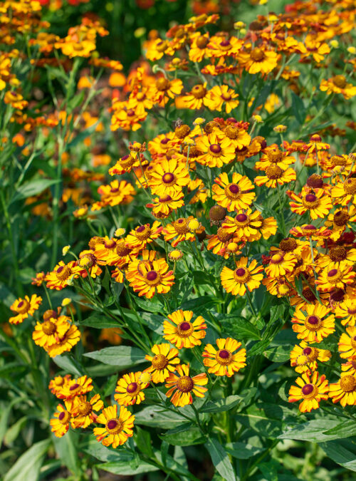 Helenium autumnale 'Rauchtopas' - Obrázek 1