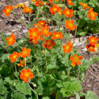 Geum coccineum 'Borissi'