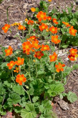 Geum coccineum 'Borissi'