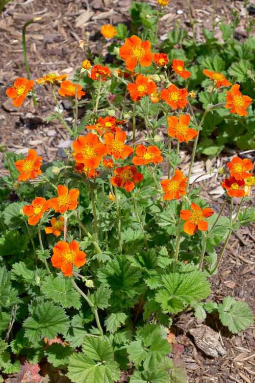 Geum coccineum 'Borissi' - Obrázek 1