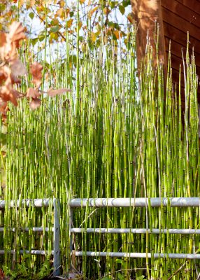 Equisetum variegatum