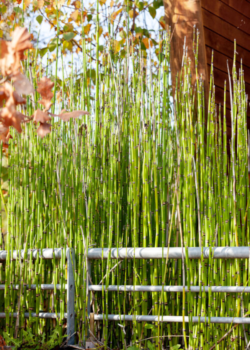 Equisetum variegatum - Obrázek 1