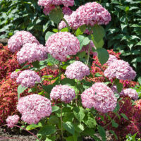 Hydrangea arborescens 'Candybelle Bubblegum'
