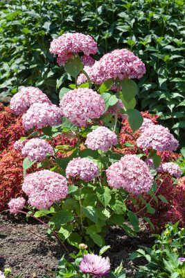 Hydrangea arborescens 'Candybelle Bubblegum'
