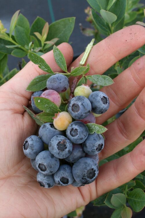 Vaccinium corymbosum 'Little Blue Wonder'®-terasová - Image 5