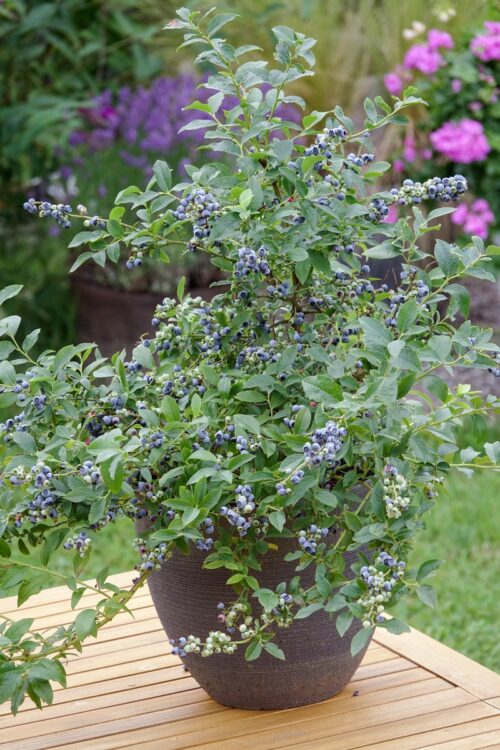 Vaccinium corymbosum 'Little Blue Wonder'®-terasová - Image 1