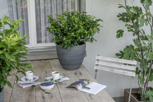 Vaccinium corymbosum 'Little Blue Wonder'®-terasová - Image 2