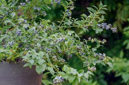 Vaccinium corymbosum 'Little Blue Wonder'®-terasová - Image 4