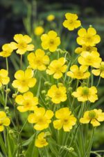 Ranunculus lingua - Obrázek 2