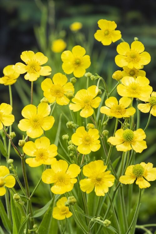 Ranunculus lingua - Obrázek 2