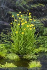 Ranunculus lingua