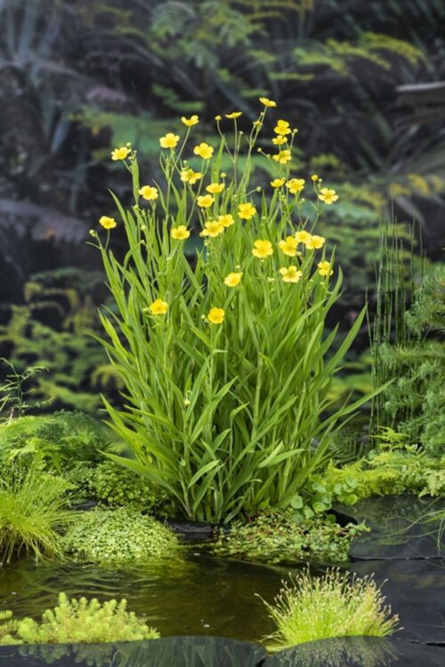 Ranunculus lingua - Obrázek 1