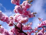 Prunus serrulata 'Kiku-shidare' - Obrázek 2