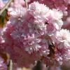 Prunus serrulata 'Kiku-shidare' - C10L-KM150 CM