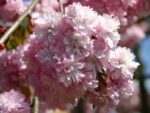 Prunus serrulata 'Kiku-shidare'