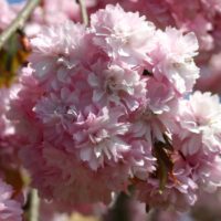 Prunus serrulata 'Kiku-shidare'
