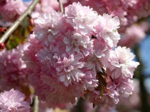 Prunus serrulata 'Kiku-shidare' - Obrázek 1