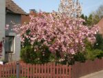 Prunus serrulata 'Kiku-shidare' - Obrázek 3