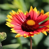Gaillardia grandiflora 'Fackelschein'