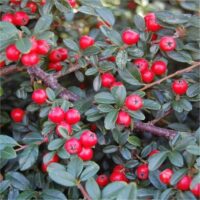 Cotoneaster dammeri 'Coral Beauty'