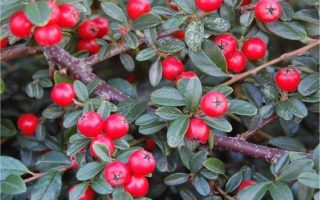 Cotoneaster dammeri 'Coral Beauty'