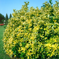 Euonymus japonicus 'Aureomarginata'