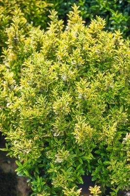 Euonymus japonicus 'Microphyllus Aureovariegata'