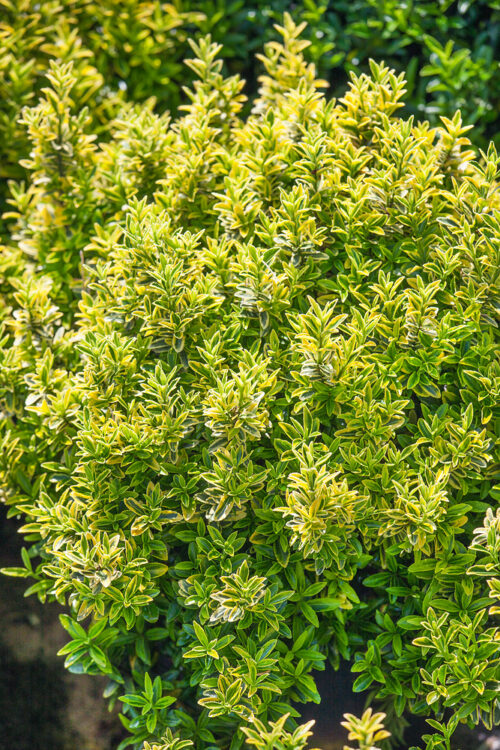Euonymus japonicus 'Microphyllus Aureovariegata' - Obrázek 1