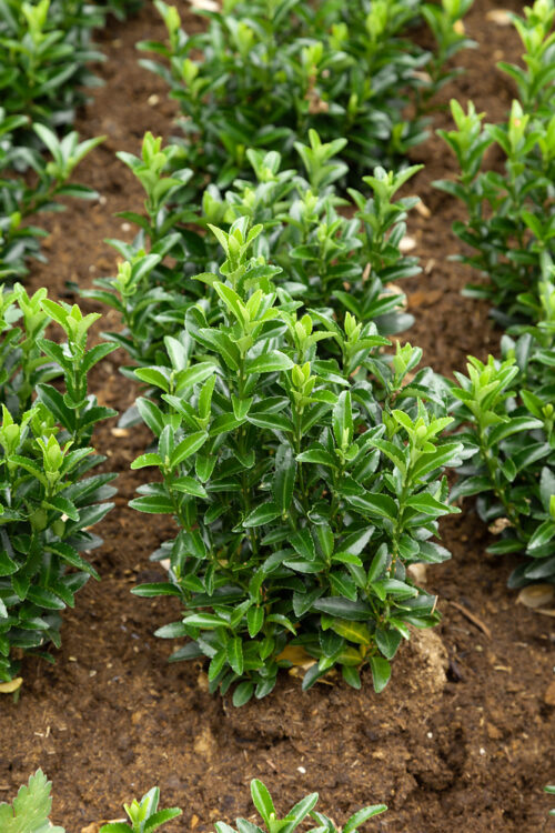 Euonymus japonicus 'Grenn Spire' - Obrázek 1