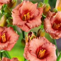 Hemerocallis hybrida 'Cosmopolitan'