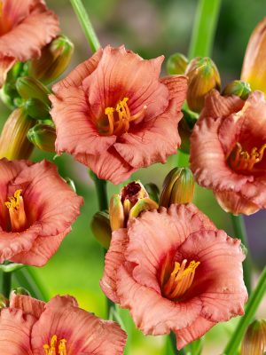 Hemerocallis hybrida 'Cosmopolitan'