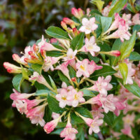 Weigela florida 'All Summer Peach'