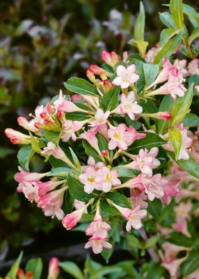 Weigela florida 'All Summer Peach'