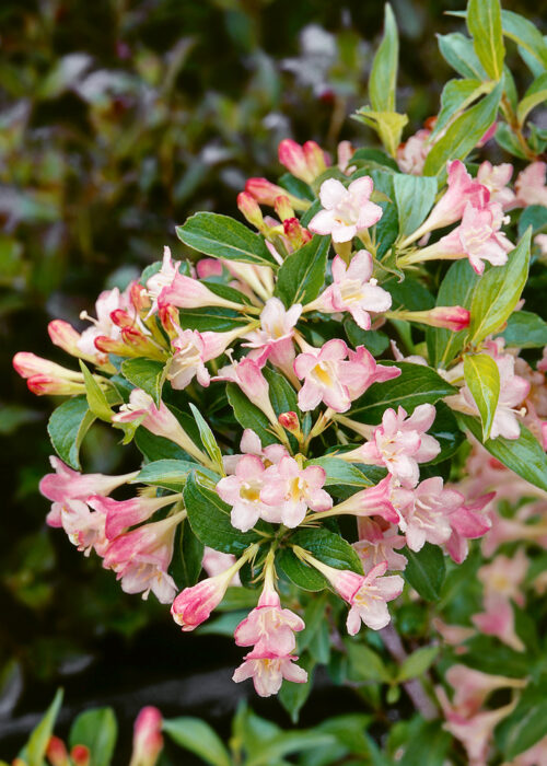 Weigela florida 'All Summer Peach' - Obrázek 1