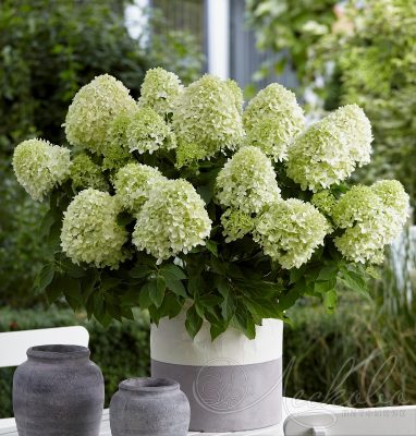 Hydrangea pan. 'Little Spooky'®
