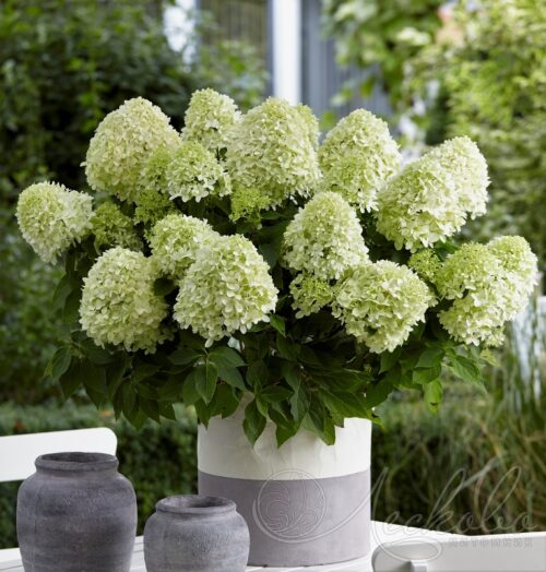 Hydrangea pan. 'Little Spooky'® - Obrázek 1
