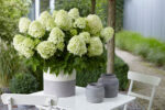 Hydrangea pan. 'Little Spooky'® - Obrázek 2