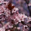Prunus cistena - C15L-100KM-strom na kmínku v. 100CM