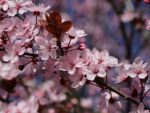 Prunus cistena