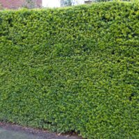 Ilex crenata 'Green Hedge'