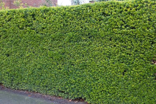 Ilex crenata 'Green Hedge' - Obrázek 1