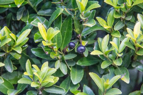 Ilex crenata 'Green Hedge' - Obrázek 3