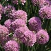 Allium senescens 'Millenium' - C2L