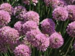 Allium senescens 'Millenium'